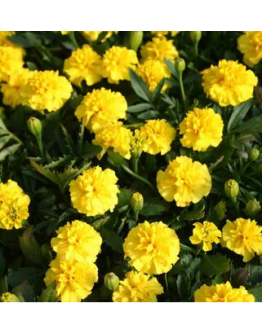 Marigold French 'Valencia' Seeds by The Seeds Master (300-320 seeds)