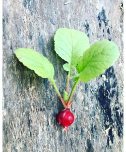 Red Cherry Radish Premium Seeds