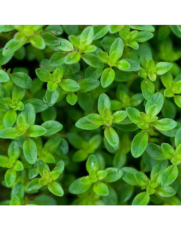 Thyme Seeds by The Seeds Master (140-150 seeds)