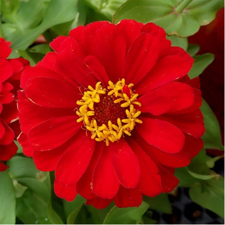 Zinnia 'Scarlet Flame' Seeds by The Seeds Master (80-90 seeds)