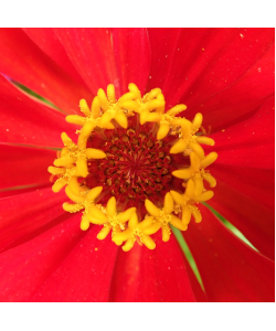 Zinnia 'Scarlet Flame' Seeds by The Seeds Master (80-90 seeds)