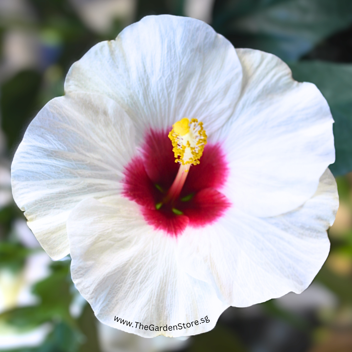 White Hibiscus flower