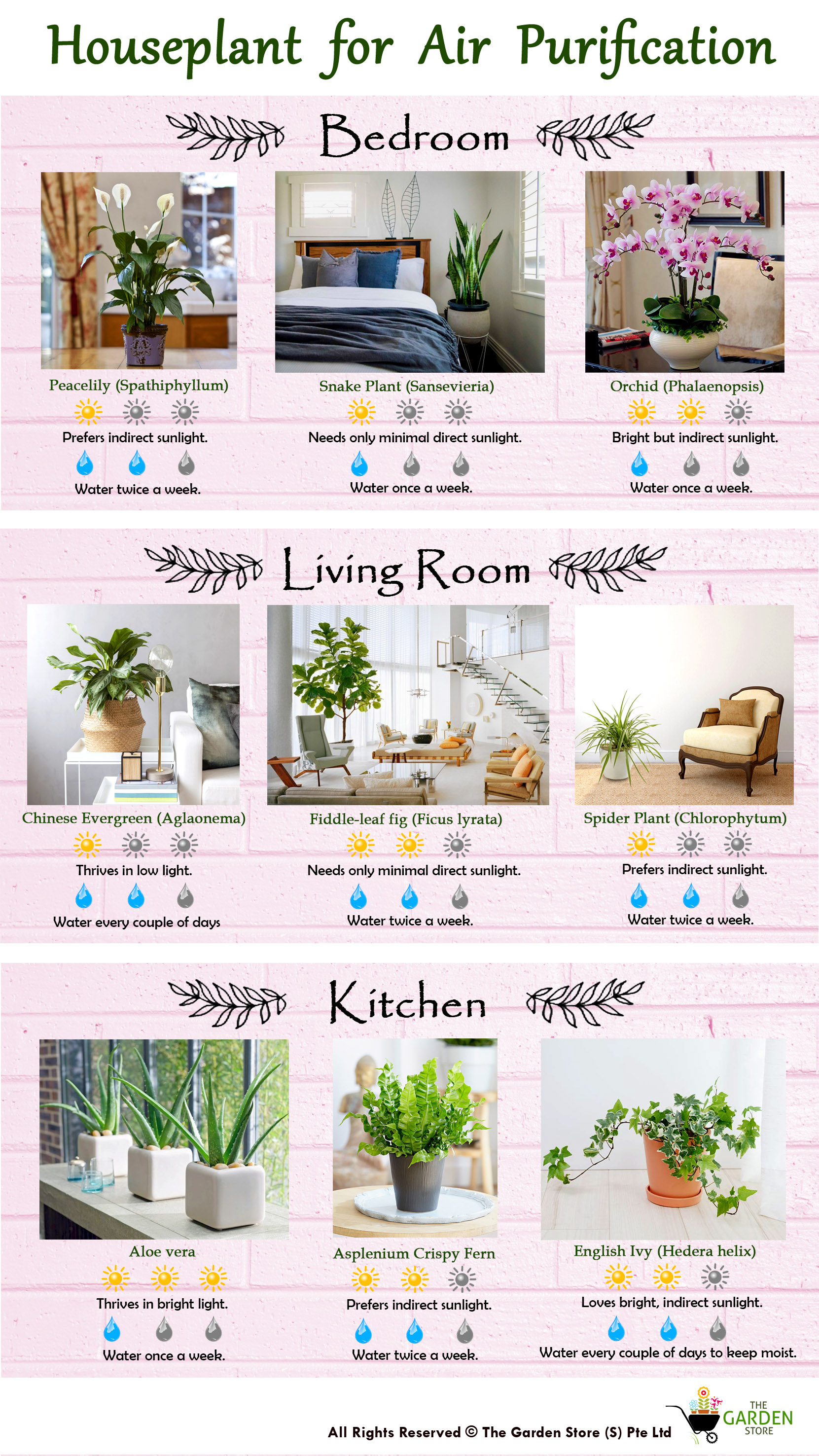 Houseplanting in Bedroom, living room and kitchen guide