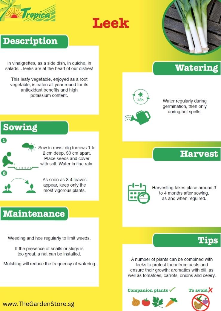 Leek description, watering, sowing, harvest, maintenance and tips